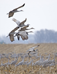 Sandhill Cranes3547
